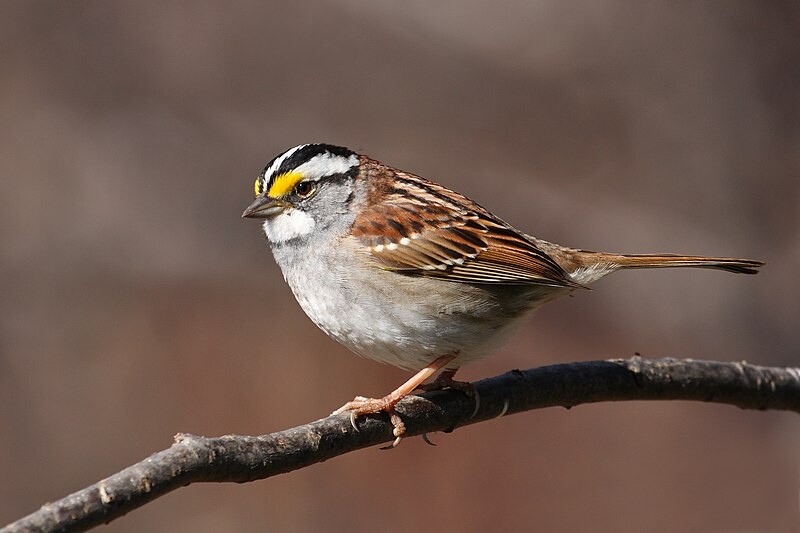 Photo of a white throated sparrow, a small bird with a white chest, brown back and wings, and a head with white and black stripes with yellow "eyebrows". Image credit: Cephas. Photo of a white throated sparrow, a small bird with a white chest, brown back and wings, and a head with white and black stripes with yellow "eyebrows". Image credit: Cephas.