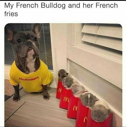 My French Bulldog and her French fries

Mommy wearing a yellow "McNugget" Tshirt, and 5 very small puppies, each one in a red McDonalds bag, looking like the one for fries