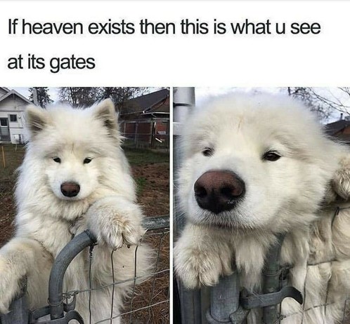 If heaven exists then this is what u see at its gates

A very flooffy (Nordic) white dog, waiting at a gate, ready to be squished...