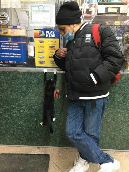 A small black kitten with white paws trying to jump on the counter while a man watches