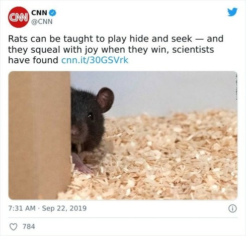 Post from CNN in Sept. 2019
Rats can be taught to play hide and seek — and they squeal with joy when they win, scientists have found