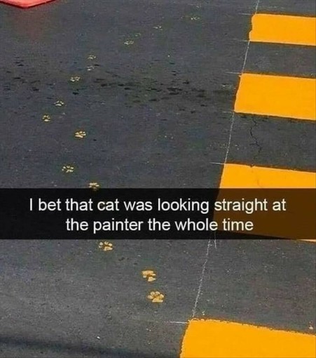 Near fresh yellow zebra stripes on a pedestrian crossing, yellow cat paws in a semi-circle...
"I bet that cat was looking straight at the painter the whole time"