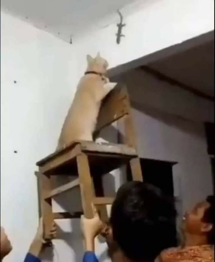 An activity for all the family:
A cat is on a chair held high by a few people to put her near a lizard or gecko near the ceiling