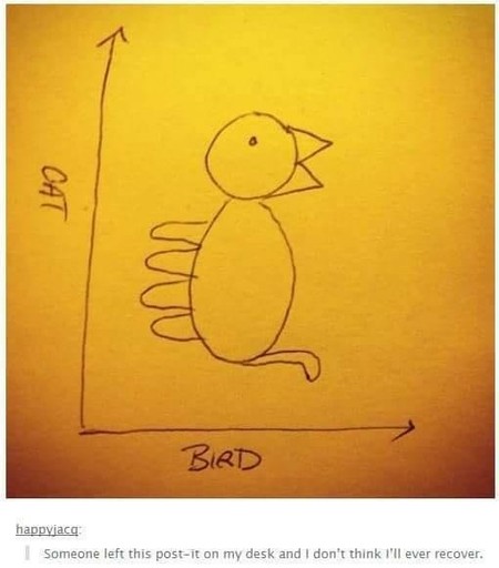 POV - cat/bird