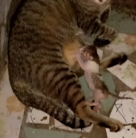 Smol kitten with mama