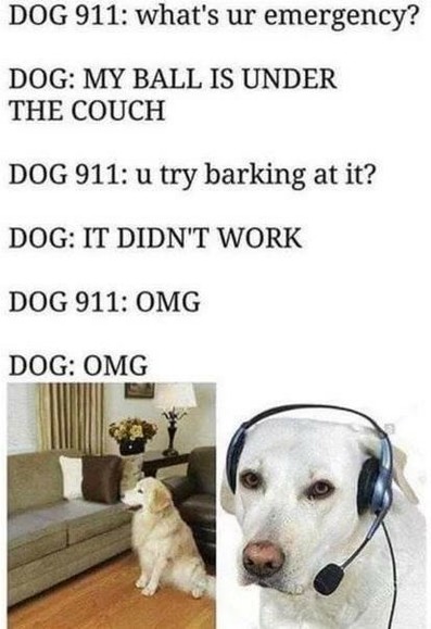 DOG 911: what's ur emergency?
DOG: MY BALL IS UNDER THE COUCH
DOG 911: u try barking at it?
DOG: IT DIDN'T WORK
DOG 911: OMG
DOG: OMG

Photo 1: dog in front of couch
Photo 2: dog with headset
