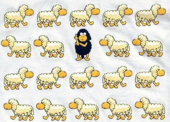 A black sheep, among multiple white ones in rows, standing upfront and flipping the bird...