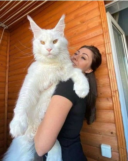A very big (really!) white Norwegian Forest Cat.