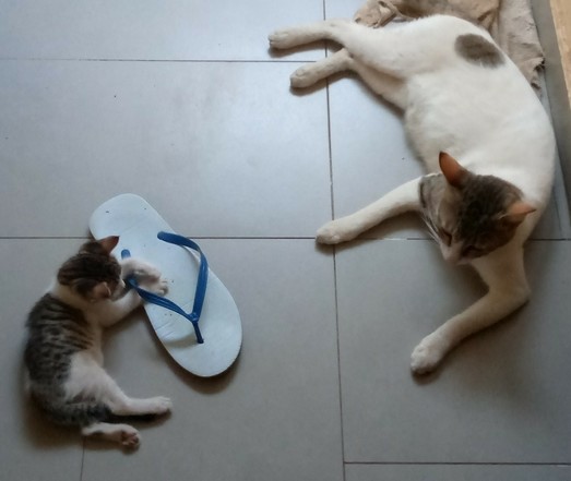 Kitten playing with one of my shoes, while uncle cat is watching