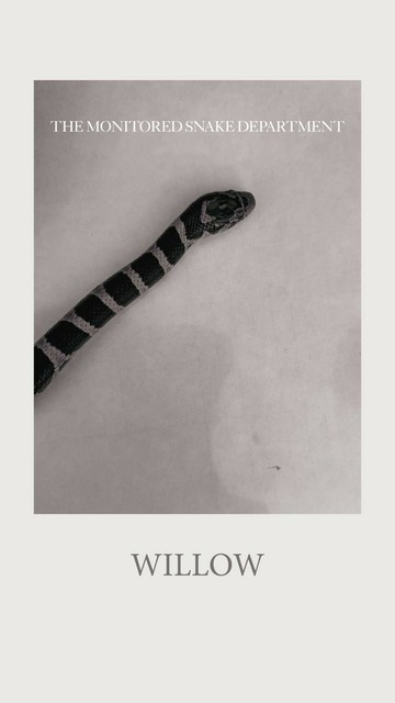 Azure Generated Description:
a black and white photo of a tie on a white surface (41.29% confidence)
---------------
Azure Generated Tags:
snake (97.48% confidence)
mammal (97.06% confidence)
animal (92.58% confidence)
reptile (92.12% confidence)
text (85.92% confidence)
