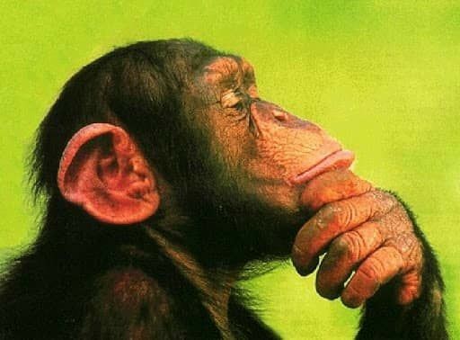 A chimp thinking hard