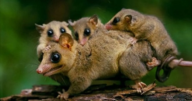 Here is a mother Monito del Monte, with her babies.