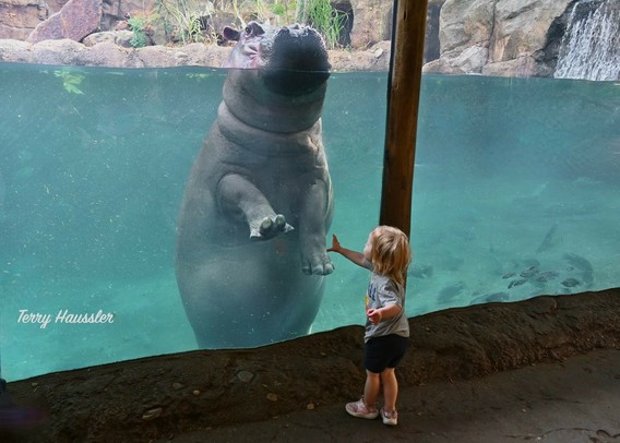 Azure Generated Description:
a child looking at a large sea animal in a tank (41.77% confidence)
---------------
Azure Generated Tags:
aquatic mammal (97.77% confidence)
marine mammal (96.55% confidence)
water (94.51% confidence)
outdoor (88.80% confidence)
aquarium (86.41% confidence)
swimming (85.19% confidence)
ground (63.98% confidence)
person (62.28% confidence)
vacation (59.98% confidence)
standing (59.37% confidence)
child (58.58% confidence)
zoo (52.93% confidence)
