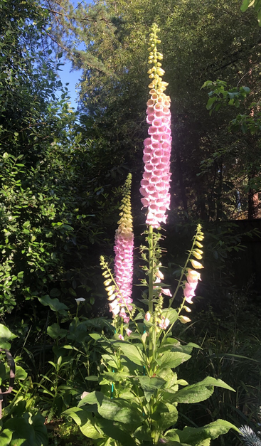 Photo 2 is a closer view of the flowers. The Foxgloves are tall spikes with a thick green stem then bunches of bell-shaped pink flowers. There’s a few inches of buds at the top too. Still more blooms to go!