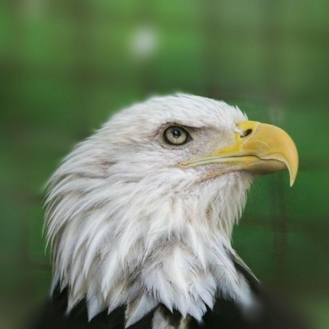 Azure Generated Description:
a bald eagle with a yellow beak (52.92% confidence)
---------------
Azure Generated Tags:
animal (99.99% confidence)
bird (99.97% confidence)
bird of prey (99.94% confidence)
eagle (99.72% confidence)
beak (97.38% confidence)
bald eagle (94.31% confidence)
accipitridae (94.03% confidence)
feather (91.27% confidence)
Accipitriformes (88.85% confidence)
outdoor (81.76% confidence)
bald (78.89% confidence)
wildlife (69.27% confidence)
