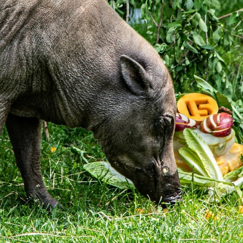 Azure Generated Description:
a rhino eating a carrot (35.82% confidence)
---------------
Azure Generated Tags:
animal (99.67% confidence)
mammal (98.65% confidence)
swine (98.48% confidence)
grass (98.35% confidence)
outdoor (96.74% confidence)
pig (96.59% confidence)
snout (95.33% confidence)
suidae (93.56% confidence)
boar (88.16% confidence)
terrestrial animal (88.14% confidence)
domestic pig (85.77% confidence)
plant (84.20% confidence)
eating (79.36% confidence)
mouth (61.34% confidence)
ground (56.80% confidence)
