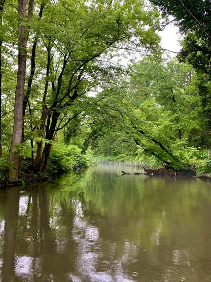 A slow running section of the creek that is surrounded by woods. It is very humid, and the air close to the water surface is misty. Because of the rain, the water is somewhat high and muddy.