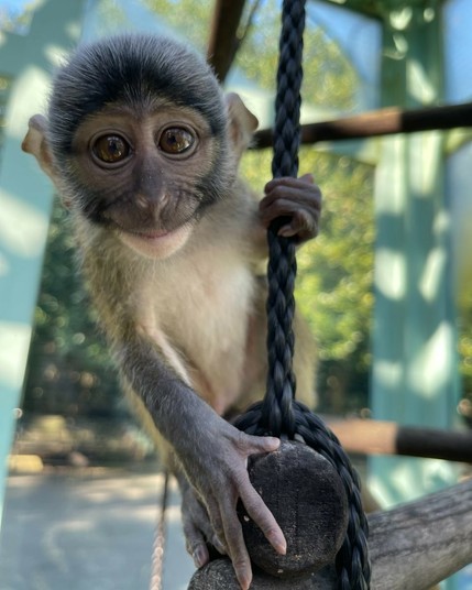 Description Provided in Tweet: 
Photo of Edgar, a young Allen's swamp monkey perched on a climbing structure in the Think Tank's Allen's swamp monkey exhibit space.
---------------
Azure Generated Tags:
animal (99.99% confidence)
mammal (99.94% confidence)
primate (99.92% confidence)
monkey (97.16% confidence)
new world monkey (95.19% confidence)
old world monkey (94.46% confidence)
macaque (91.57% confidence)
outdoor (91.53% confidence)
langur (86.72% confidence)
spider monkey (84.39% confidence)
