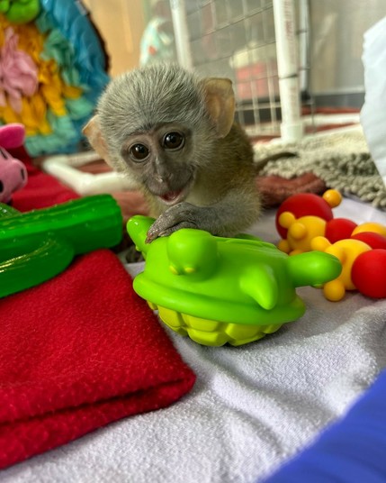 Description Provided in Tweet: 
A photo of a very young Edgar the Allen's swamp monkey playing with a toy turtle inside his play pen. Other toys and enrichment items are scattered around him.
---------------
Azure Generated Tags:
animal (98.29% confidence)
mammal (97.59% confidence)
indoor (93.79% confidence)
toy (86.45% confidence)
monkey (60.39% confidence)
