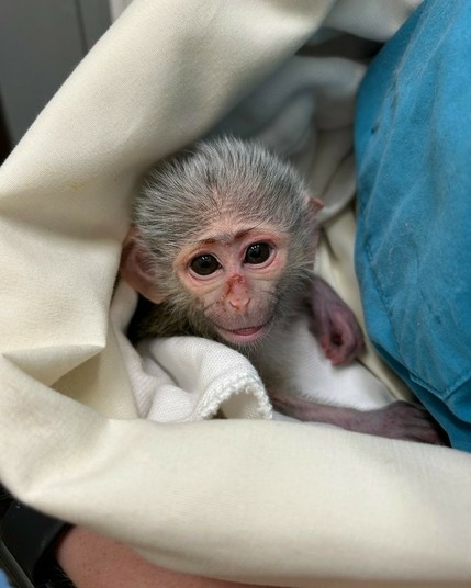 Description Provided in Tweet: 
A photo of Edgar the Allen's swamp monkey at just a few days old. He is being held in a zoo keeper's arms and swaddled in a soft blanket.
---------------
Azure Generated Tags:
indoor (83.37% confidence)
simian (70.27% confidence)
baby (69.71% confidence)
person (64.71% confidence)
