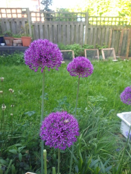 Three purple allium flowers, looking like a purple ball made out of little spikes coming out from the centre, each on top of a long stalk. One flower head has a bee climbing around it
