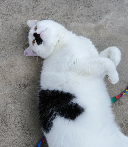 chat blanc et noir allongé sur le sol