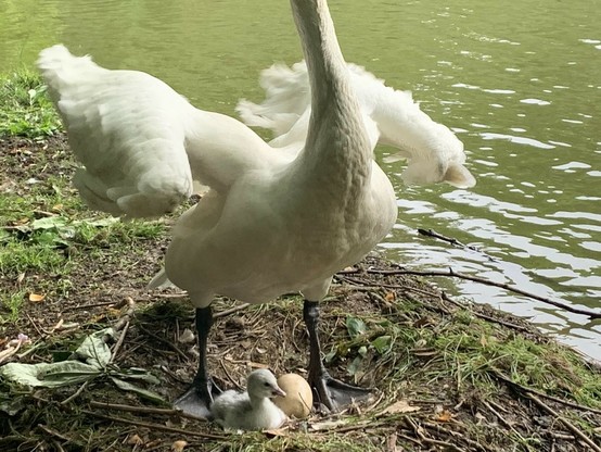 Description Provided in Tweet: 
trumpeter swan cygnet below mother in nest
---------------
Azure Generated Tags:
aquatic bird (99.99% confidence)
bird (99.99% confidence)
animal (99.98% confidence)
outdoor (99.73% confidence)
water bird (97.66% confidence)
water (96.86% confidence)
lake (95.37% confidence)
swan (95.26% confidence)
beak (91.19% confidence)
geese and swans (89.03% confidence)
grass (88.93% confidence)
plant (88.47% confidence)
goose (87.84% confidence)
standing (64.10% confidence)
pond (63.05% confidence)
