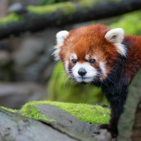 Description Provided in Tweet: 
Red panda Moshu behind a log outside
---------------
Azure Generated Tags:
animal (99.98% confidence)
mammal (99.98% confidence)
lesser panda (99.84% confidence)
red panda (96.07% confidence)
panda (93.29% confidence)
terrestrial animal (92.60% confidence)
outdoor (89.65% confidence)
zoo (89.43% confidence)
snout (87.45% confidence)
ground (55.41% confidence)
wildlife (47.57% confidence)
