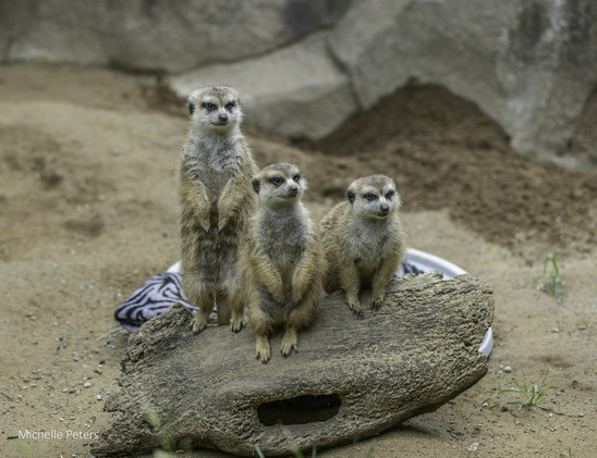Azure Generated Description:
a group of meerkats on a log (62.01% confidence)
---------------
Azure Generated Tags:
animal (100.00% confidence)
mammal (99.99% confidence)
meerkat (99.86% confidence)
ground (99.34% confidence)
terrestrial animal (97.62% confidence)
outdoor (94.78% confidence)
zoo (91.01% confidence)
mongoose (90.90% confidence)
snout (89.26% confidence)
rock (77.75% confidence)
