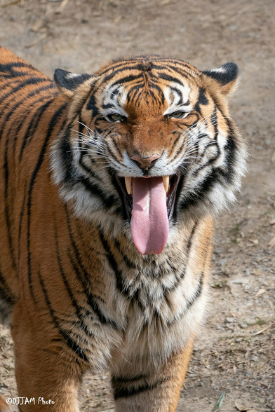 Azure Generated Description:
a tiger with its tongue out (62.15% confidence)
---------------
Azure Generated Tags:
animal (99.99% confidence)
mammal (99.99% confidence)
big cat (99.93% confidence)
tiger (99.89% confidence)
terrestrial animal (96.85% confidence)
big cats (96.72% confidence)
bengal tiger (96.64% confidence)
siberian tiger (96.55% confidence)
wildlife (96.33% confidence)
outdoor (95.34% confidence)
snout (92.40% confidence)
ground (90.36% confidence)
fur (88.48% confidence)
roar (85.88% confidence)
whiskers (85.42% confidence)
zoo (68.54% confidence)
standing (59.56% confidence)
brown (59.52% confidence)
