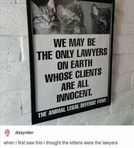 WE MAY BE THE ONLY LAWVERS ON EARTH WHOSE CLIENTS ARE ALL INNOCENT

Ad by "The Animal Legal Defense Fund". On top 3 kittens

Comment by dizzyotter: when I first saw this I thought the kittens were the lawyers 