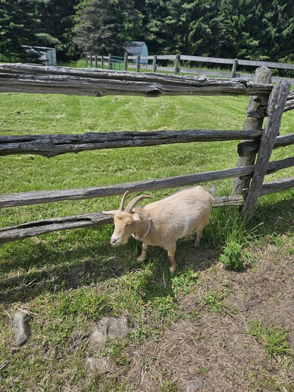 A lone goat