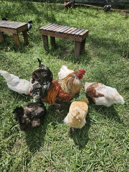 Hens and a rooster