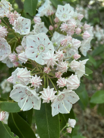 Close up of a ball of mountain laurel the unopened buds are pink where the open buds are white. 