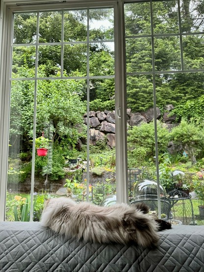 A fluffy white cat relaxing across the back of a sofa in front of a garden window. Her fluffy tail is curled with the dark end somehow pointing up, and one back foot is extended for her own reasons. The garden is mostly green other than a very red strawberry hanging pot and two retaining walls (one concrete and one of small boulders). 