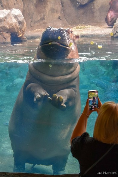 Azure Generated Description:
a person taking a picture of a seal in a pool (48.66% confidence)
---------------
Azure Generated Tags:
swimming (89.45% confidence)
water (88.27% confidence)
aquarium (86.83% confidence)
marine mammal (86.32% confidence)
person (72.32% confidence)
vacation (41.75% confidence)
