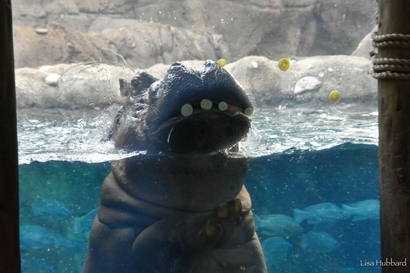 Azure Generated Description:
a seal in a pool (42.86% confidence)
---------------
Azure Generated Tags:
animal (93.80% confidence)
bear (89.25% confidence)
marine mammal (86.86% confidence)
water (86.03% confidence)
mammal (70.59% confidence)
outdoor (68.98% confidence)
aquarium (41.70% confidence)
