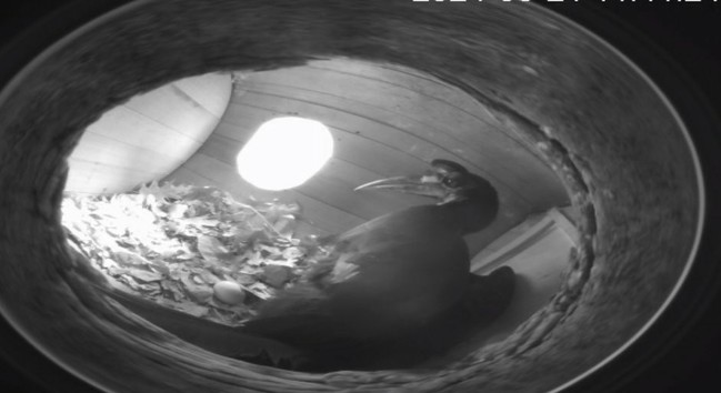 Description Provided in Tweet: 
ground hornbill female with egg in nest
---------------
Azure Generated Tags:
black and white (93.15% confidence)
fisheye lens (90.63% confidence)
camera lens (87.95% confidence)
fisheye (75.96% confidence)
person (65.80% confidence)
monochrome (53.38% confidence)
