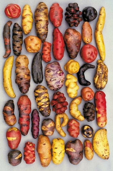 Photo of various potatoes, with different shapes (from round to pine cone) and colors (yellow, red, purple, black...)