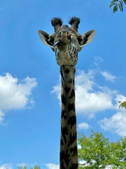 Azure Generated Description:
a giraffe with a human face (42.49% confidence)
---------------
Azure Generated Tags:
animal (99.99% confidence)
mammal (99.97% confidence)
outdoor (99.50% confidence)
sky (99.47% confidence)
giraffe (98.56% confidence)
tree (98.53% confidence)
cloud (95.86% confidence)
wildlife (95.20% confidence)
terrestrial animal (94.78% confidence)
giraffidae (94.42% confidence)
standing (81.50% confidence)
