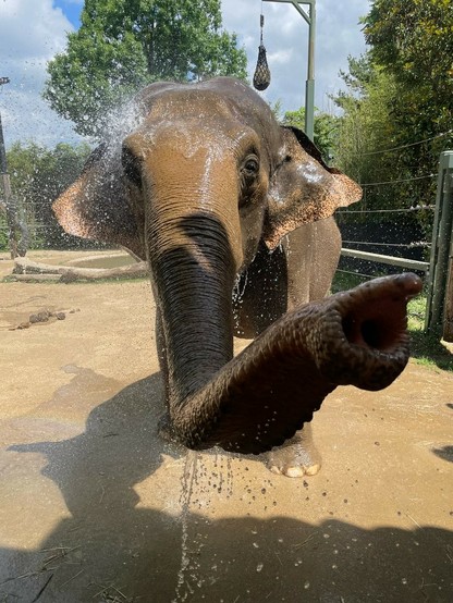Azure Generated Description:
an elephant with its trunk in a fenced area (38.80% confidence)
---------------
Azure Generated Tags:
mammal (99.89% confidence)
animal (99.87% confidence)
outdoor (99.80% confidence)
elephant (99.52% confidence)
ground (99.32% confidence)
sky (96.97% confidence)
elephants and mammoths (95.75% confidence)
indian elephant (94.85% confidence)
asian elephant (94.80% confidence)
tree (94.68% confidence)
terrestrial animal (88.27% confidence)
african elephant (87.87% confidence)
zoo (87.11% confidence)
tusk (84.51% confidence)
