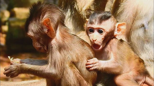 Here are two adorable baby monkeys.
