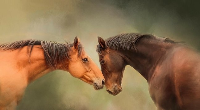 Here are two horses, embracing.