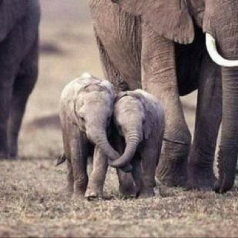 Here are two baby elephants holding their trunks. How sweet is that?