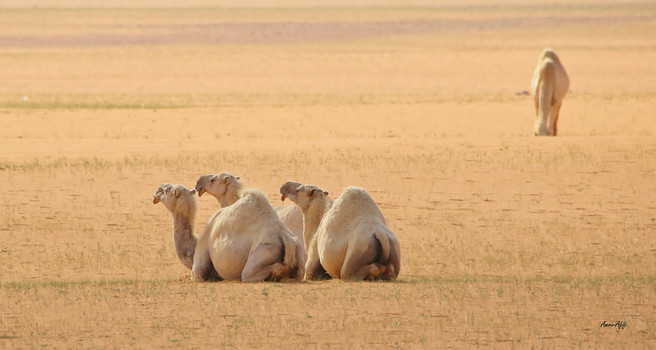 And here are three camels, lying down close together.
