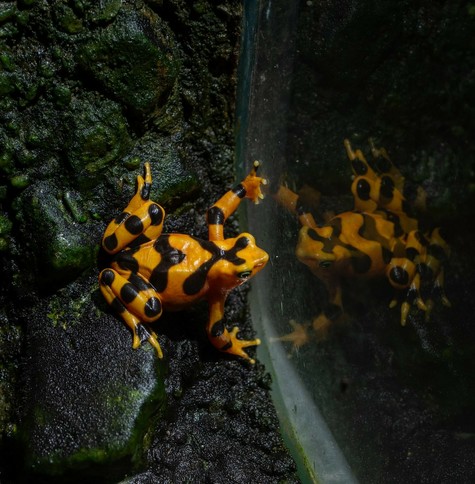 Description Provided in Tweet: 
Panamanian golden frog looking at reflection
---------------
Azure Generated Tags:
animal (99.94% confidence)
amphibian (96.85% confidence)
poison dart frog (88.95% confidence)
true frog (88.47% confidence)
frog (88.24% confidence)
organism (86.85% confidence)
yellow (62.83% confidence)
outdoor (59.21% confidence)
