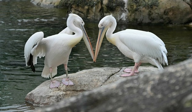Description Provided in Tweet: 
two great white pelicans standing beak to beak
---------------
Azure Generated Tags:
animal (100.00% confidence)
bird (100.00% confidence)
aquatic bird (99.99% confidence)
outdoor (99.18% confidence)
water bird (96.46% confidence)
beak (96.07% confidence)
seabird (95.97% confidence)
water (95.67% confidence)
pelican (95.36% confidence)
pelecaniformes (93.96% confidence)
rock (91.17% confidence)
white pelican (90.00% confidence)
ciconiiformes (86.40% confidence)
brown pelican (86.07% confidence)
feather (84.49% confidence)
wildlife (64.98% confidence)
standing (62.32% confidence)
zoo (48.50% confidence)
