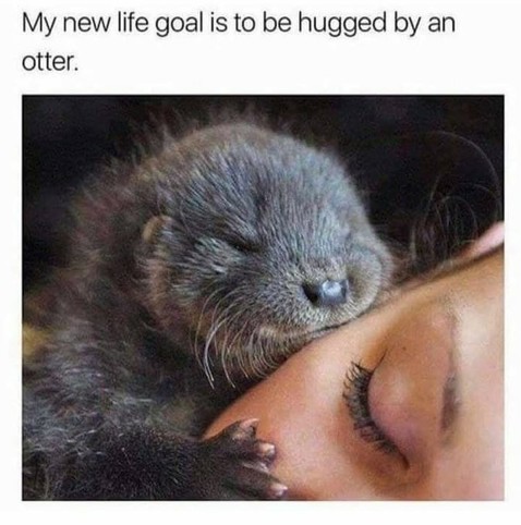 My new life goal is to be hugged by an otter

Baby otter hugging/sleeping on a woman's cheek