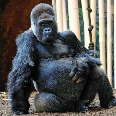 Azure Generated Description:
a gorilla sitting on the ground (47.43% confidence)
---------------
Azure Generated Tags:
mammal (99.97% confidence)
animal (99.95% confidence)
primate (99.90% confidence)
ape (99.37% confidence)
great ape (96.51% confidence)
gorilla (95.53% confidence)
monkey (94.97% confidence)
western gorilla (94.33% confidence)
mountain gorilla (94.13% confidence)
western lowland gorilla (93.67% confidence)
chimpanzee (87.21% confidence)
common chimpanzee (87.12% confidence)
outdoor (86.10% confidence)
zoo (85.04% confidence)
ground (70.80% confidence)
simian (61.05% confidence)
