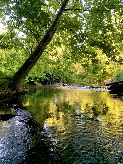 A small creek flows through the suburban woodland. The stream pool in the back feeds the riffle, which then leads to another pool and another riffle in front of you. A tree from the left bank ggrows tilted toward the right bank. Both banks are full of bushes and trees, reflecting shades of green and yellow from the woods.